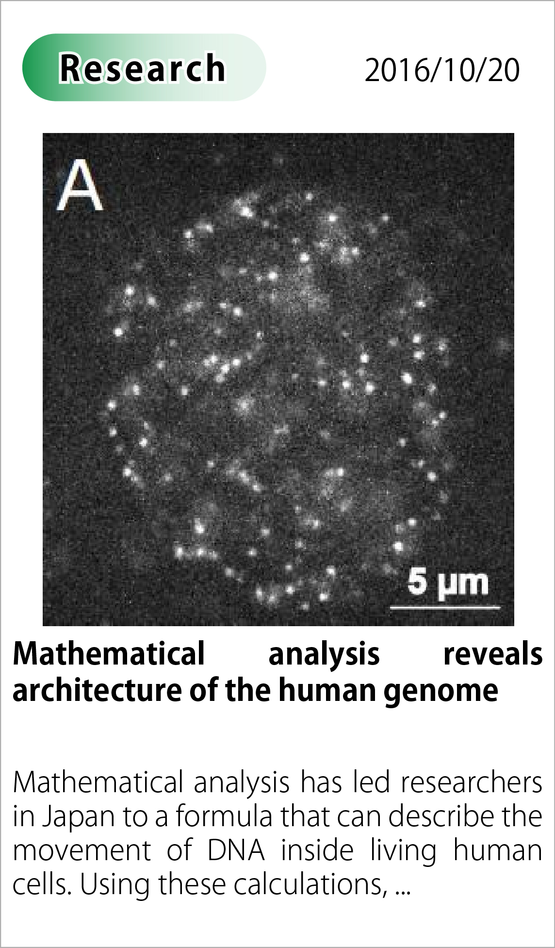 Mathematical analysis reveals architecture of the human genome