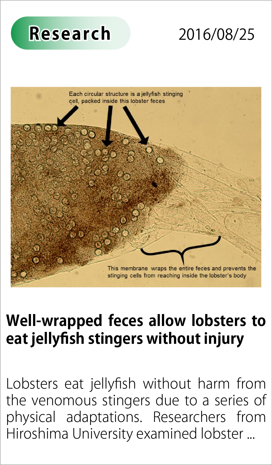 Well-wrapped feces allow lobsters to eat jellyfish stingers without injury