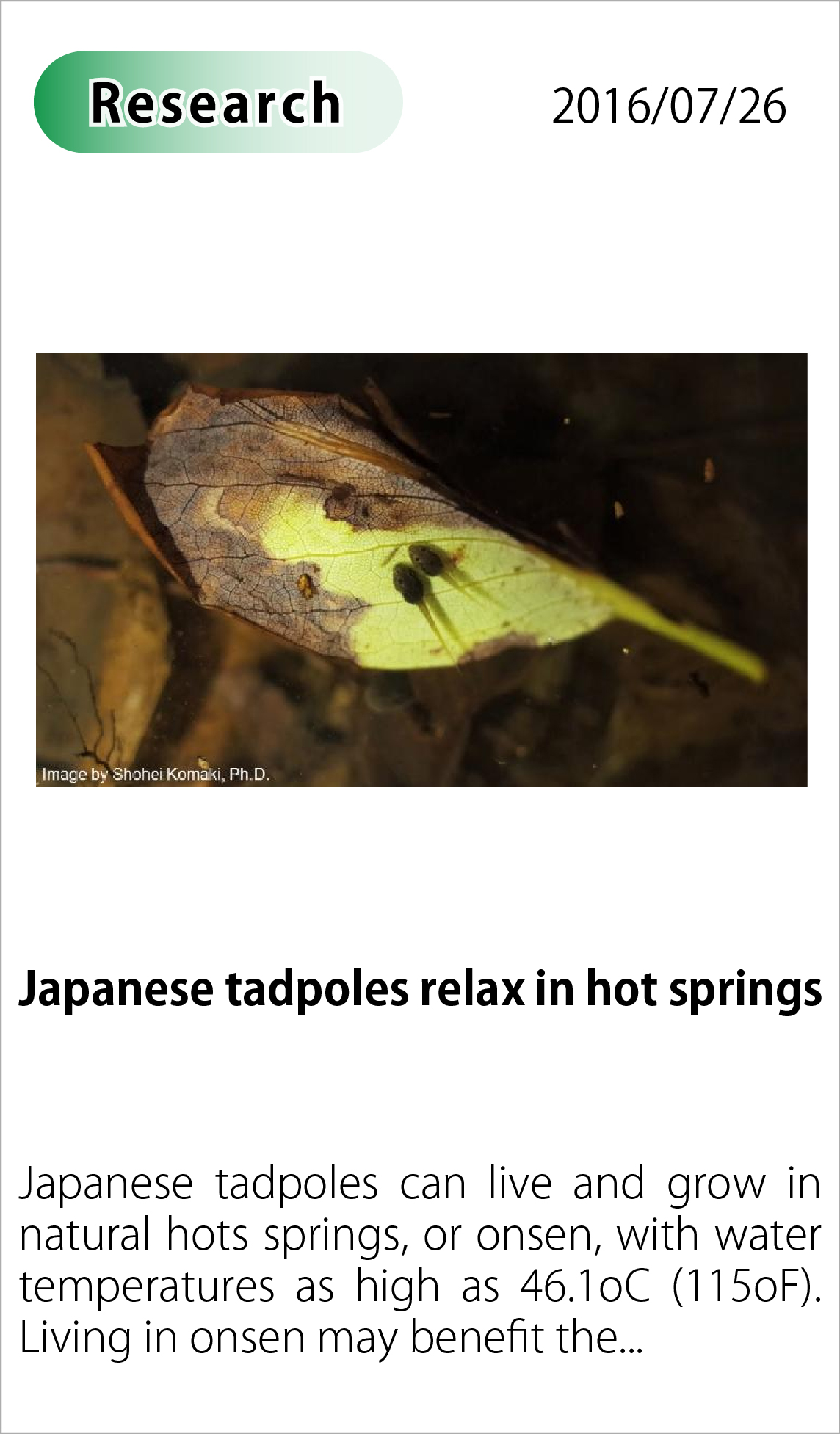 Japanese tadpoles relax in hot springs