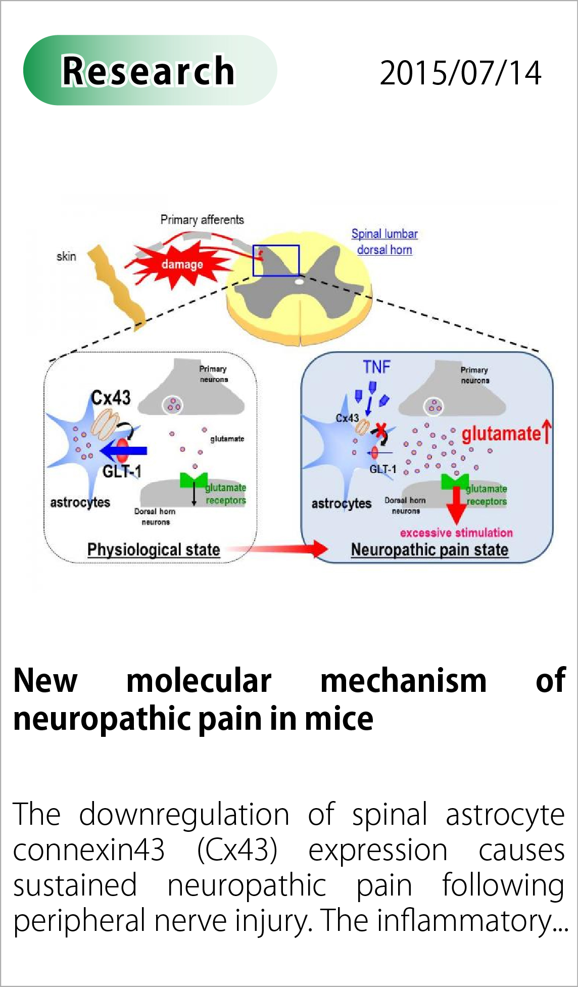 New molecular mechanism of neuropathic pain in mice