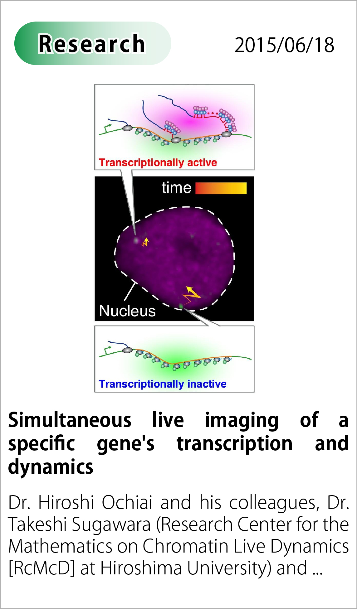 Simultaneous live imaging of a specific gene's transcription and dynamics