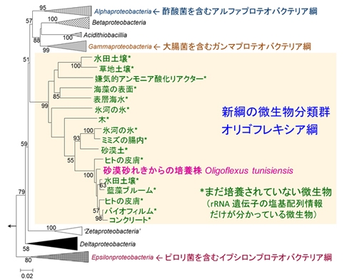 図2 オリゴフレキシア綱（Oligoflexia）を含むプロテオバクテリア門の系統樹