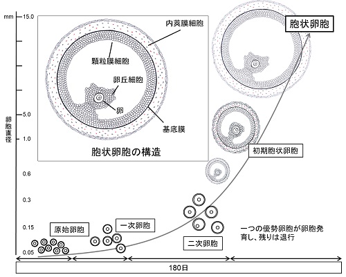 研究成果 加齢に伴い妊娠率が低下するメカニズムの解明と卵巣若返り法を開発 広島大学