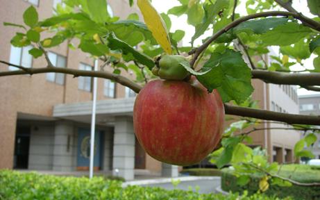 広島大学の「ニュートンのリンゴ」（２００８年８月撮影）