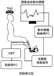 実験模式図