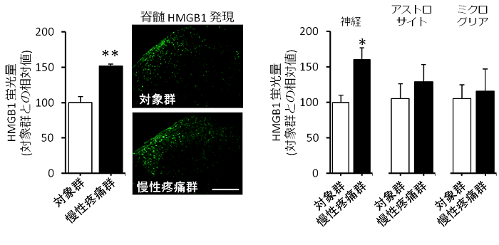 図1. 慢性疼痛時の脊髄(A) 及び 脊髄細胞タイプごと(B) の HMGB1 発現量の変化