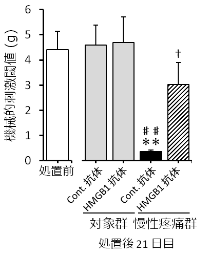 図2. 慢性疼痛時における HMGB1 中和抗体の効果