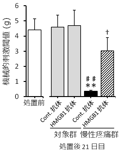 図２. 慢性疼痛時における HMGB1 中和抗体の効果