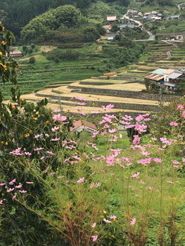 研究対象の安芸太田町中筒賀井仁地域。卒論テーマは、棚田の景観保全が過疎地域の高齢者の生活に与える影響について