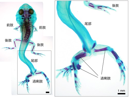 研究成果 オタマジャクシの背中側にも足が生えることを世界で初めて示しました 広島大学