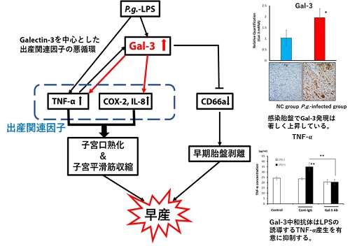 Galectin-3と早産の関係