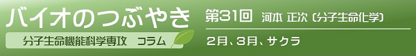 第31回河本正次教授「2月、3月、サクラ」