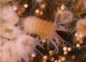 ミズクラゲのストロビラ幼生(中央)とポリプ幼生