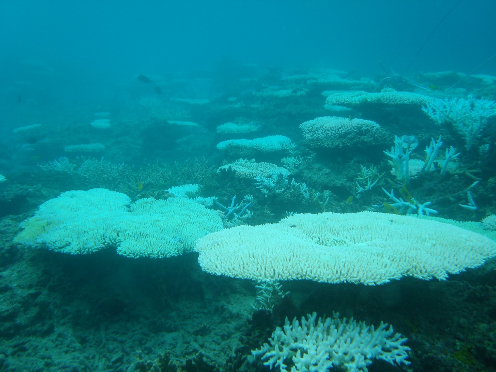 coral bleaching 